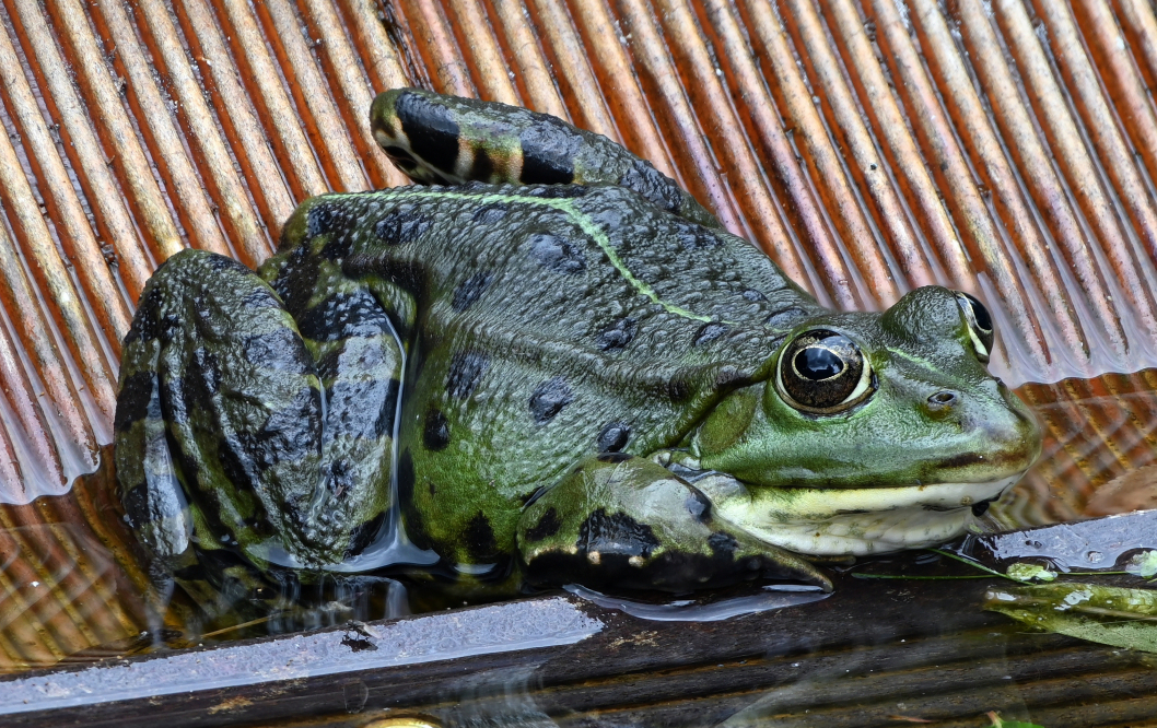 Frosch_002.JPG